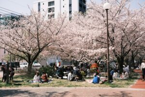 People enjoying hanami picnic under cherry blossom trees in Japan