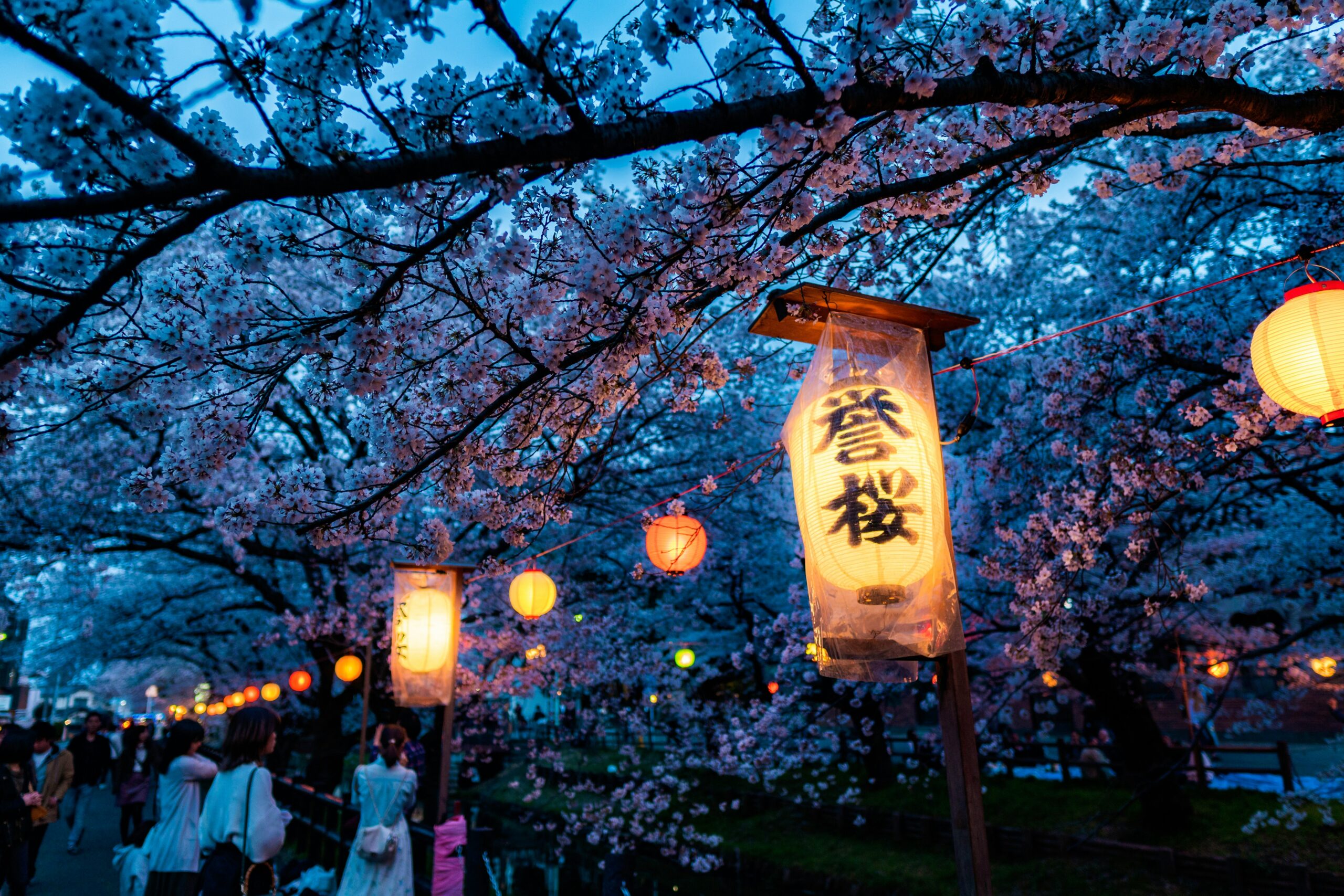 Spring in Japan travel guide showing cherry blossoms in Tokyo